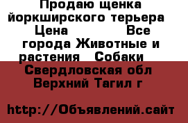 Продаю щенка йоркширского терьера  › Цена ­ 20 000 - Все города Животные и растения » Собаки   . Свердловская обл.,Верхний Тагил г.